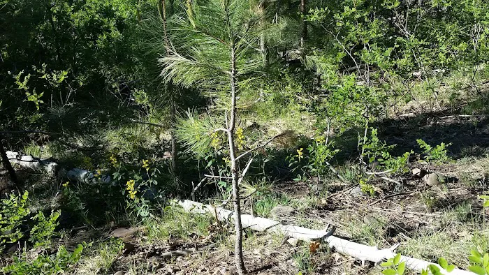 Gentry Campground 6
