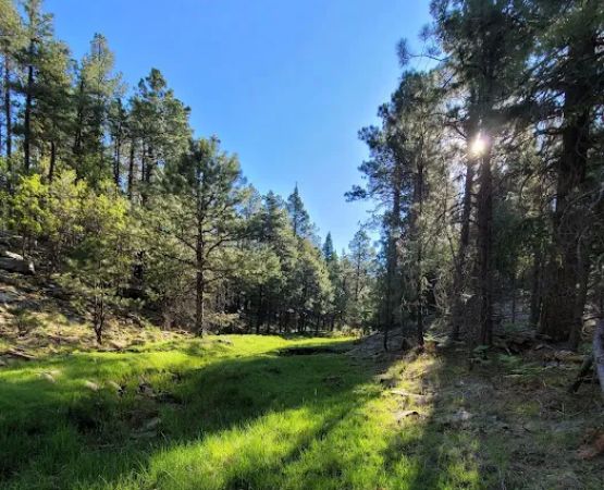 Fr 195 Campground