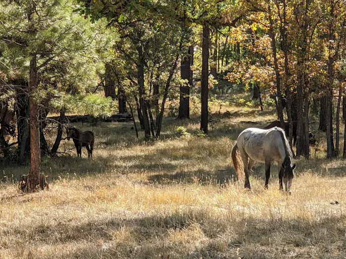 Los Burros Campground 5