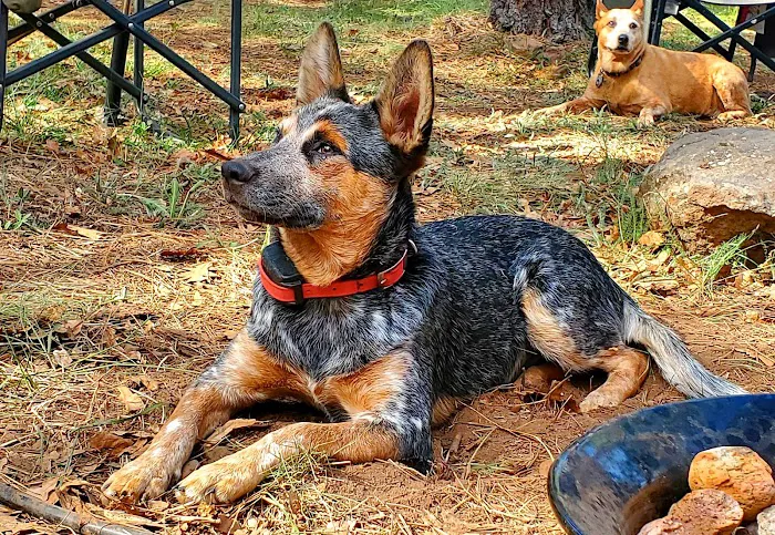 Los Burros Campground 7