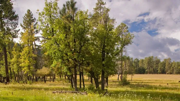 Los Burros Campground 1