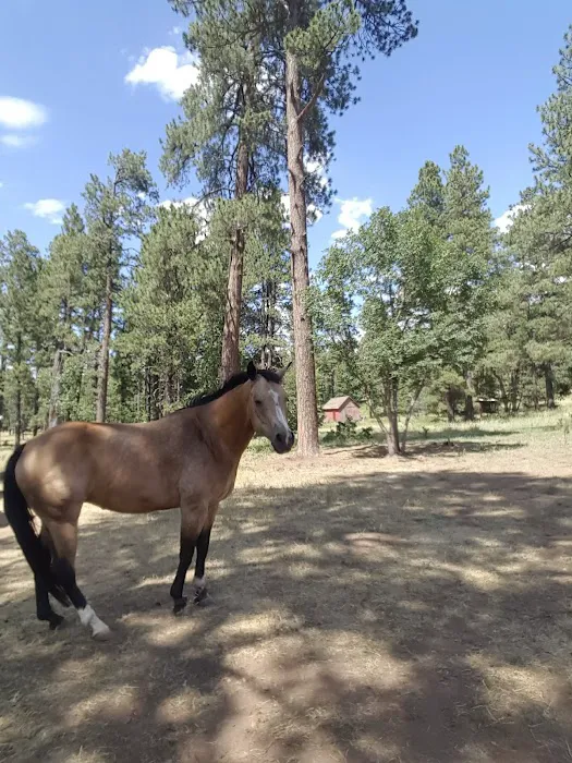 Los Burros Campground 3