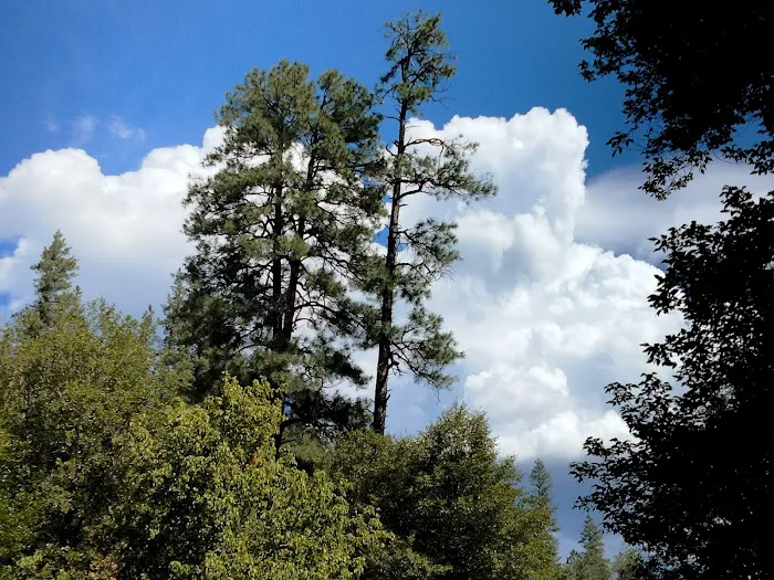Lower Log Road Campground 9