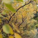 Upper Tonto Creek Campground