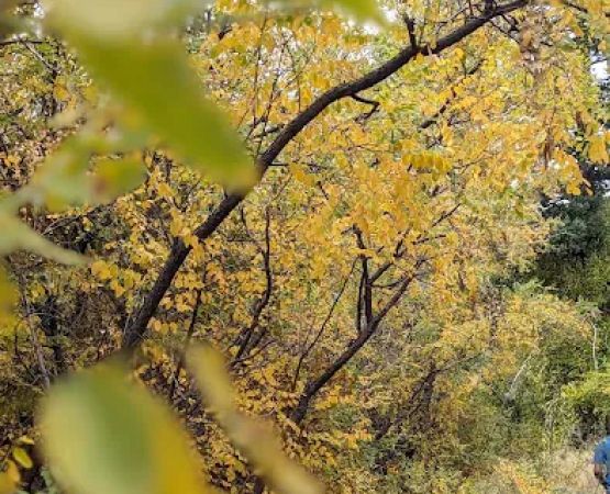 Upper Tonto Creek Campground
