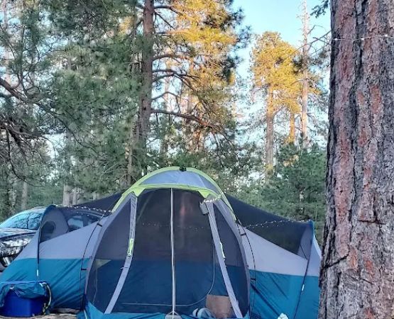 Fr 169 Campground
