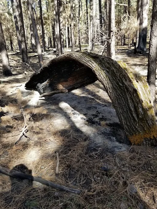 Fr 169 Campground 6