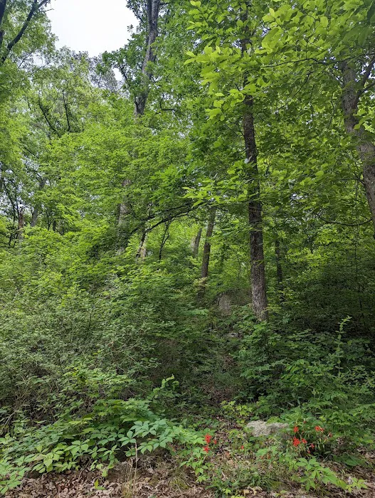 Deep Water Trail Camp 9