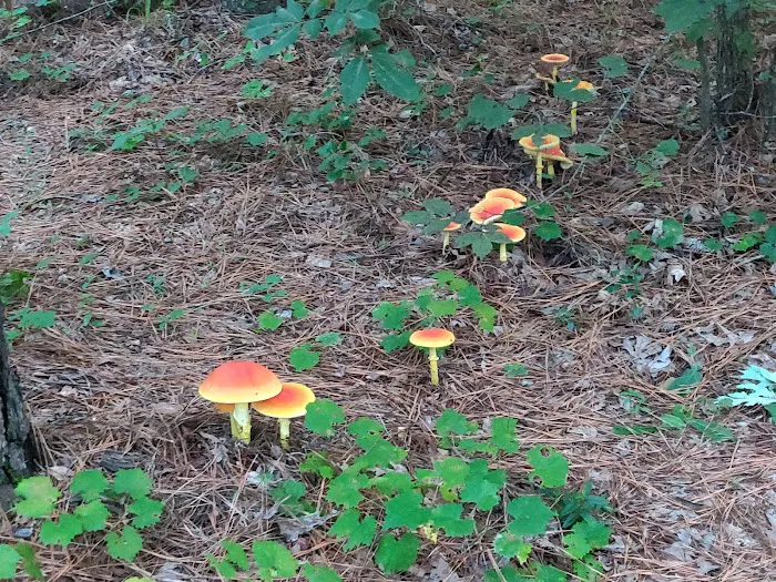 Badin Lake Campground 7