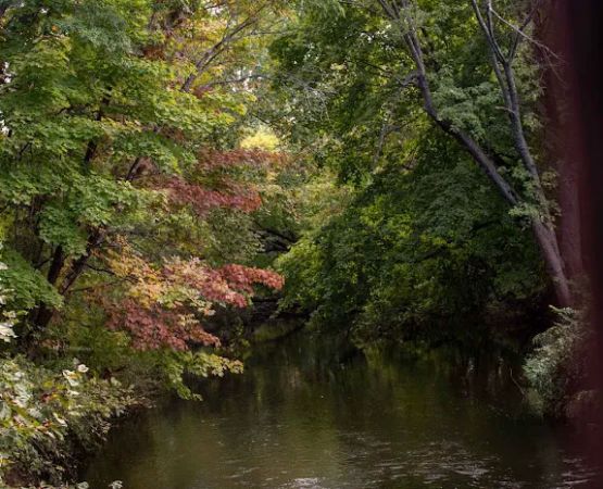 Webb Mountain Campsites 2-7
