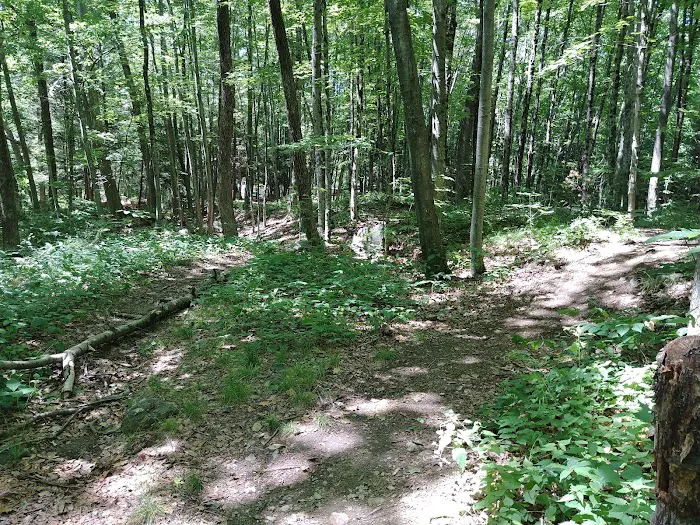 Branch Brook Campground 4