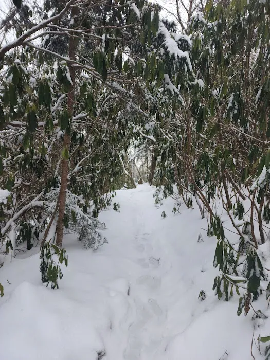 Cosby Knob Shelter 6
