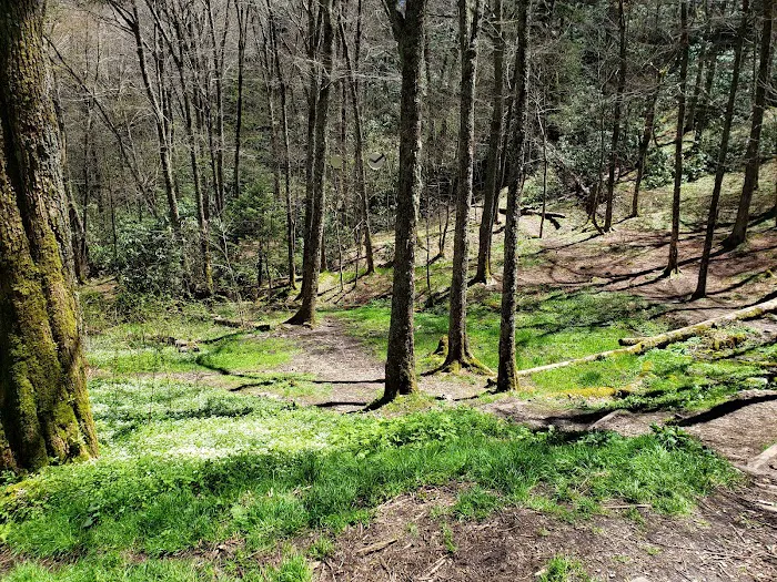 Cosby Knob Shelter 7