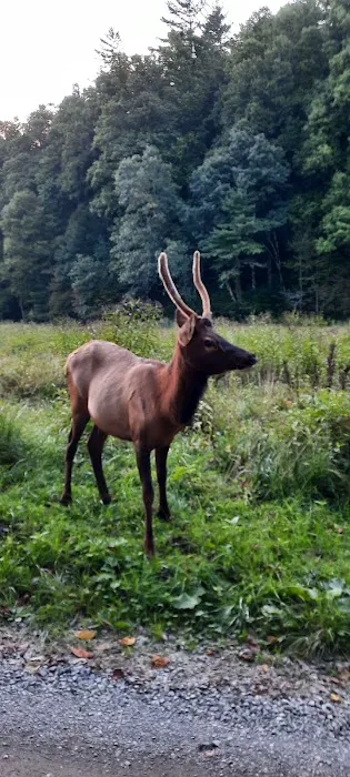 Cataloochee Group Campground 1
