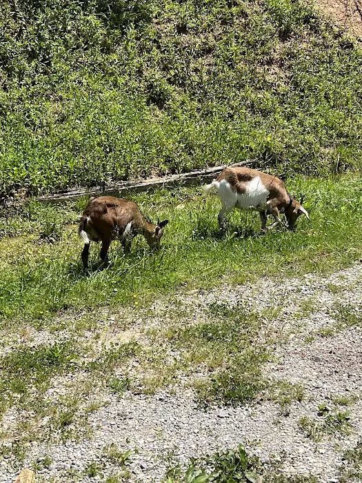 Daisy’s Farm and Campground 4