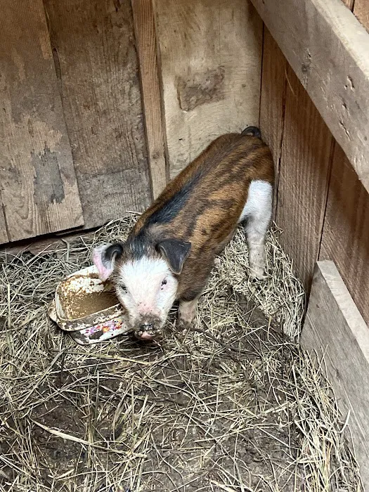 Daisy’s Farm and Campground 2