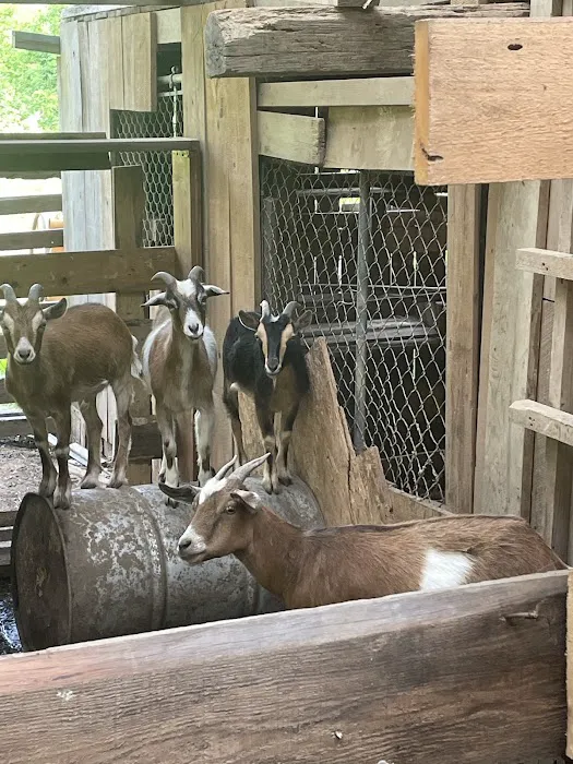 Daisy’s Farm and Campground 1