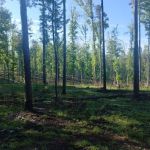 Caswell Gamelands Camping