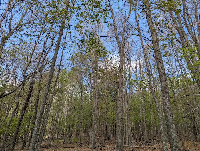 Wild Meadows 9