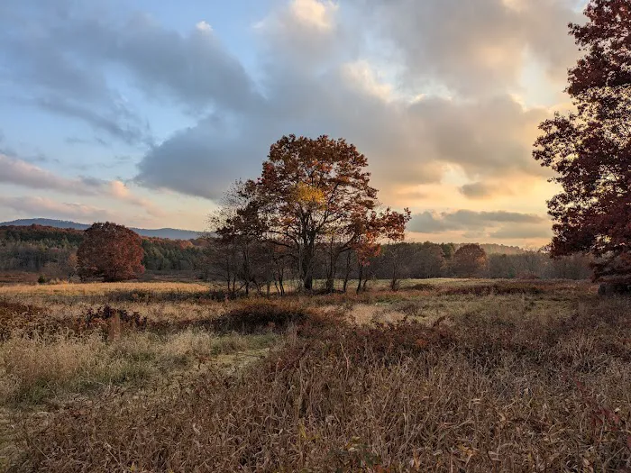 Wild Meadows 1