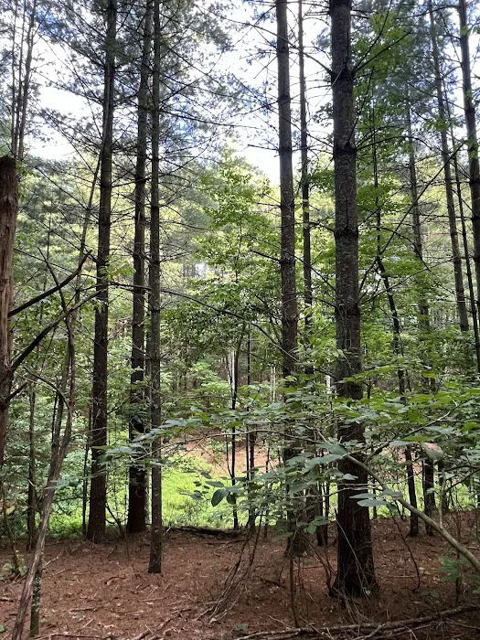 Sequoia 2