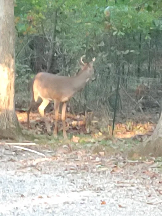 Cedar Cove Campground 1