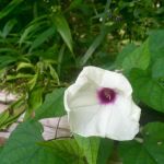 Brown Fork Gap Shelter