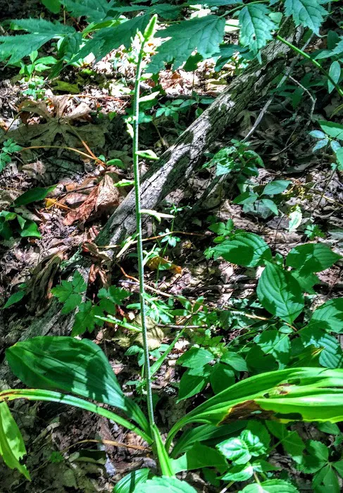 Brown Fork Gap Shelter 6