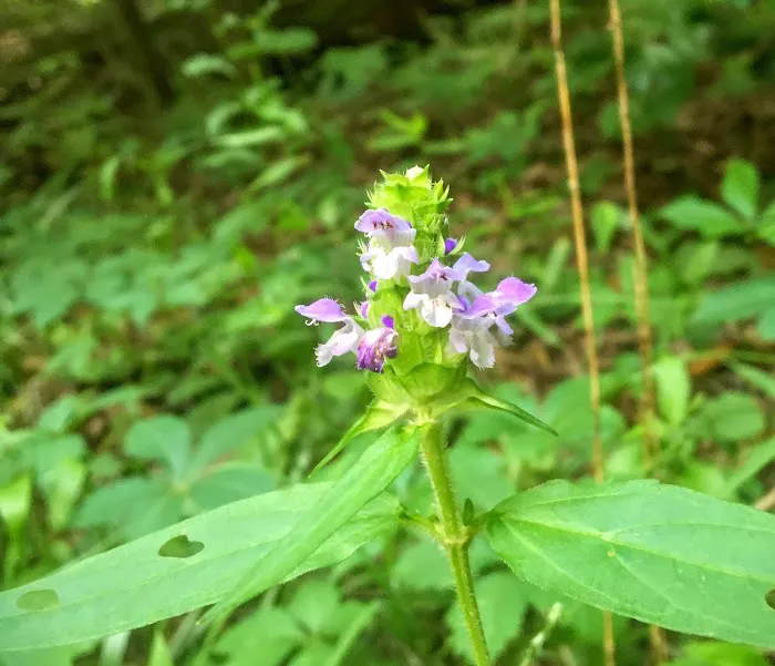 Brown Fork Gap Shelter 2