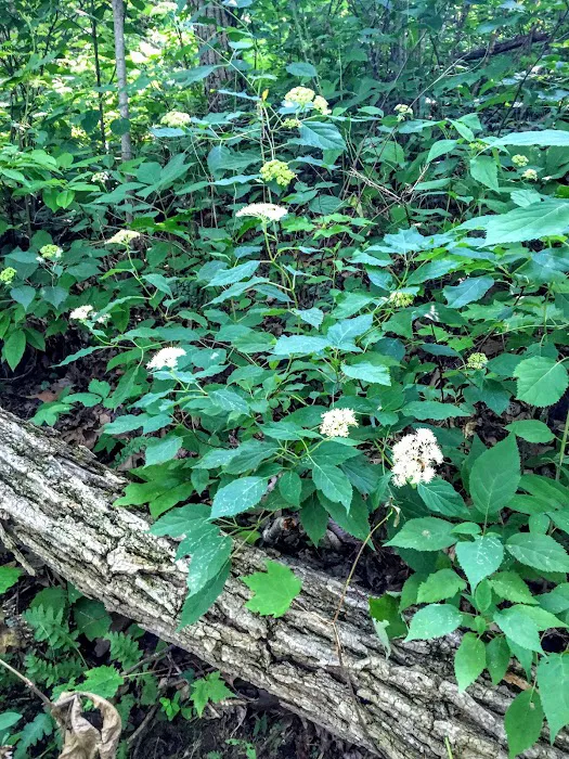 Brown Fork Gap Shelter 8