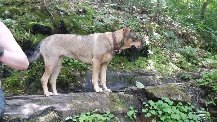 Brown Fork Gap Shelter 3