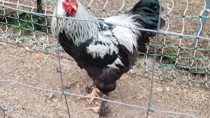 FARM NANNY 4