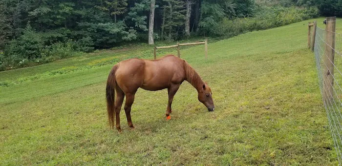 FARM NANNY 0
