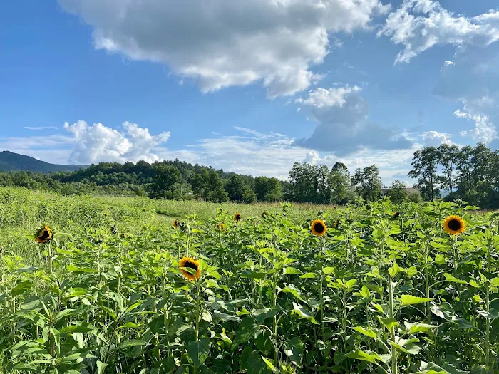 Doe Valley Campground 5