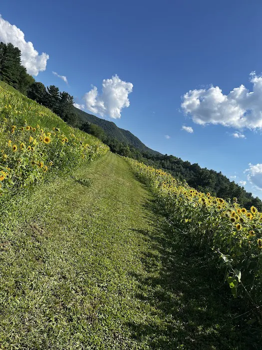 Doe Valley Campground 6