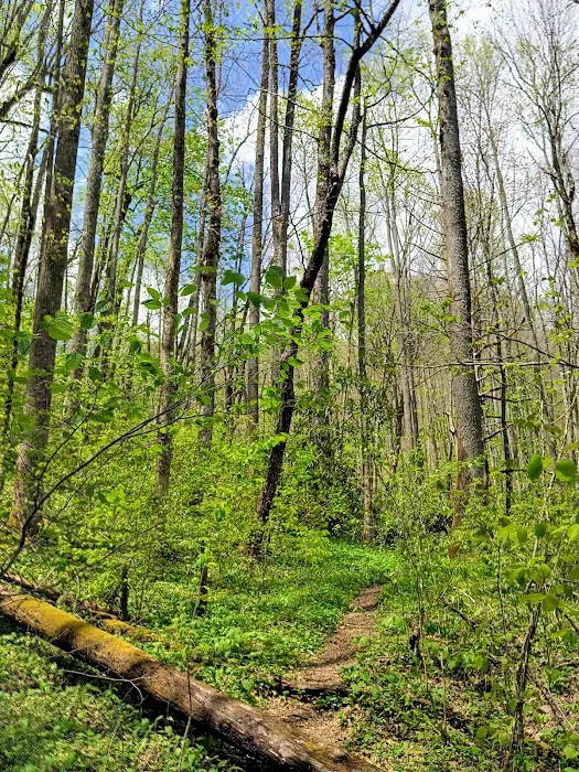 Hurricane Creek Primitive Campground 4