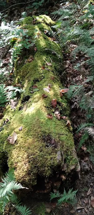Hurricane Creek Primitive Campground 2