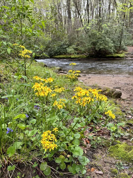 Hurricane Creek Primitive Campground 9