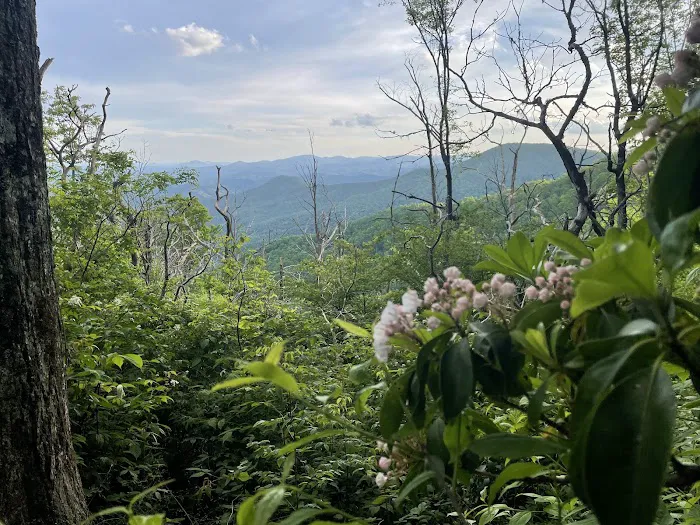 Carter Gap Shelter 8