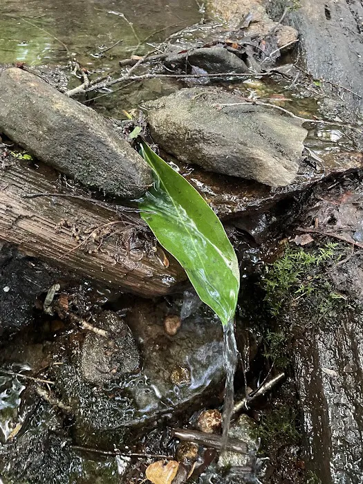 Carter Gap Shelter 6