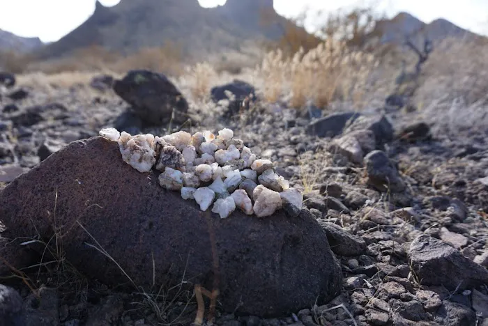 Saddle Mountain BLM Dispersed Camping 4