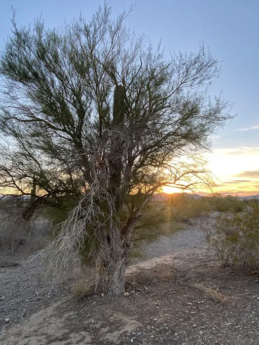 BLM Land Camping Scaddan Wash 5