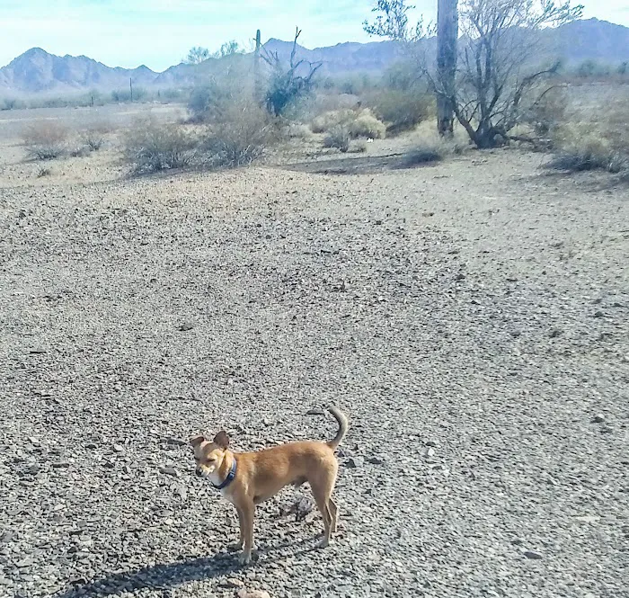 BLM Land Camping Scaddan Wash 8