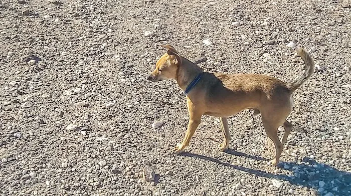 BLM Land Camping Scaddan Wash 4