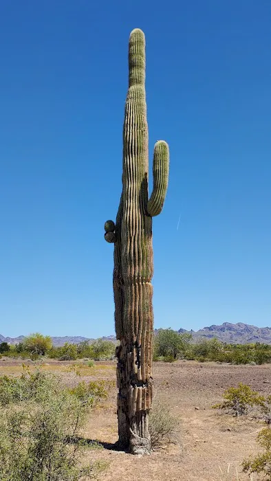 Plomosa Road BLM Camping Area Campground Quartzsite 2