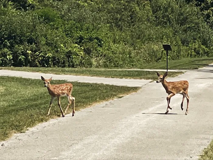 Maumee Bay State Park Campground 9