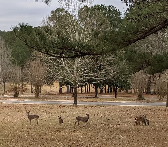 Piney Grove Campground 8