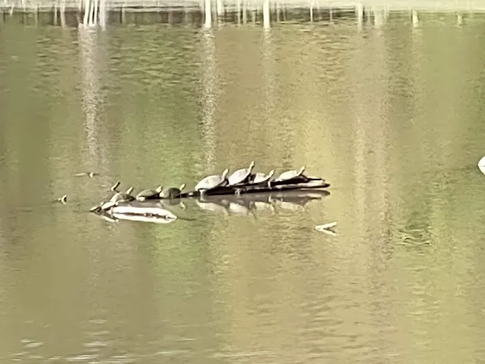 Craighead Forest Park RV/Campground 3
