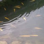 Hickory Hill Campground