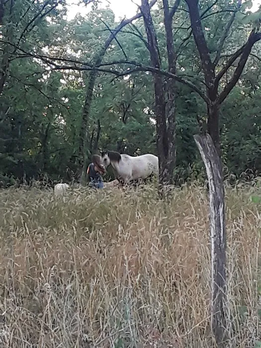 Ethans Forrest 2